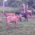 /album/fotogaleria/isis-cabras-jpg/